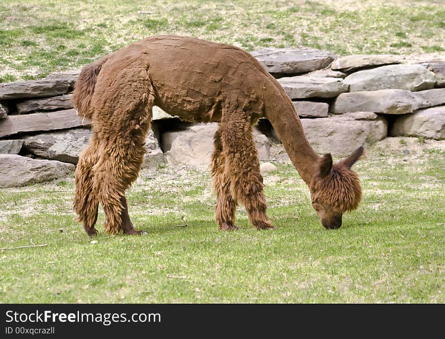 Alpaca captured while eating in a field.