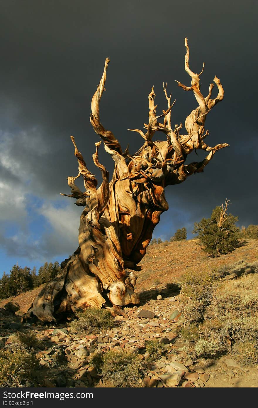 This image was taken in the Bristlecone Forest in northern California