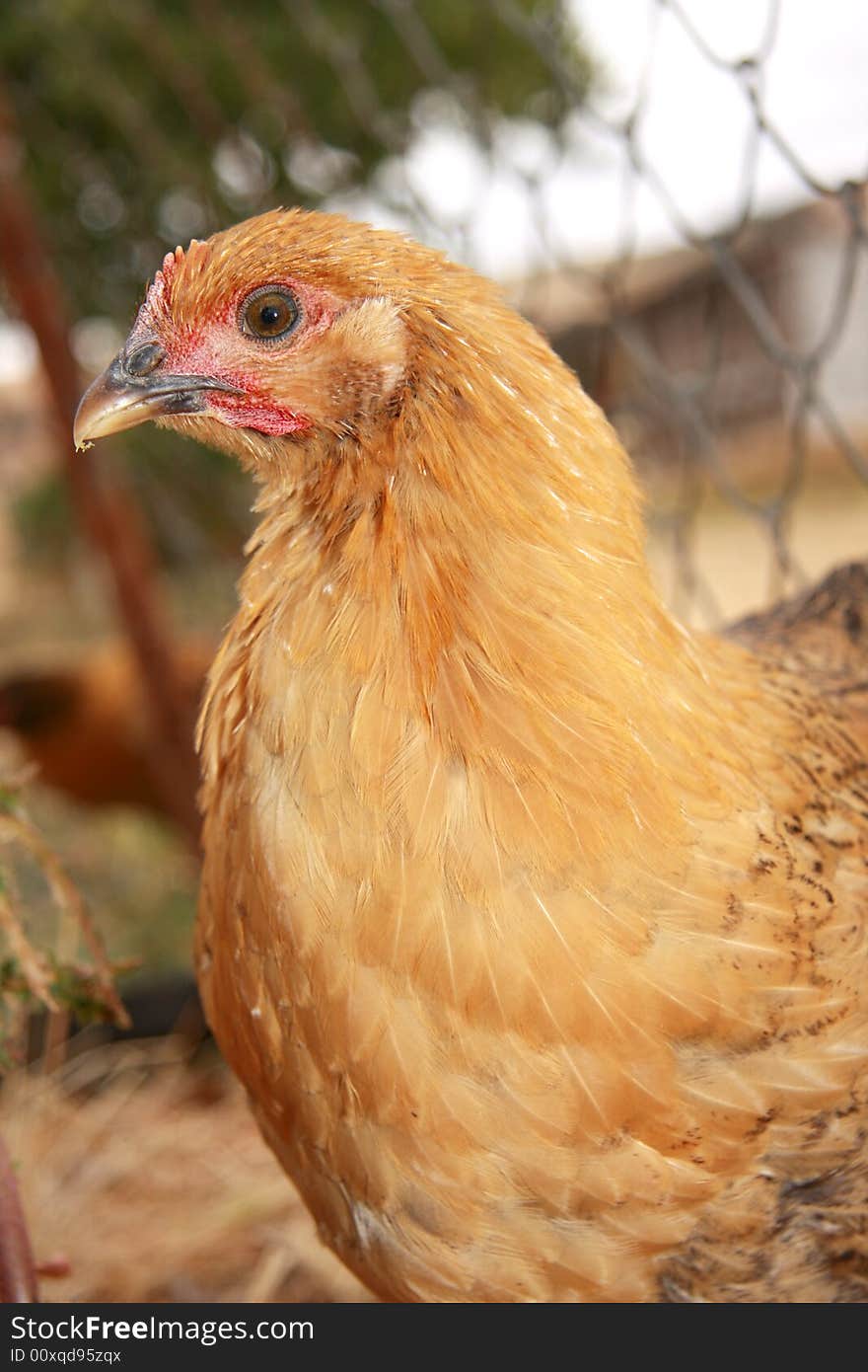 Very colorful and pretty orange, brown and red hen. Very colorful and pretty orange, brown and red hen.