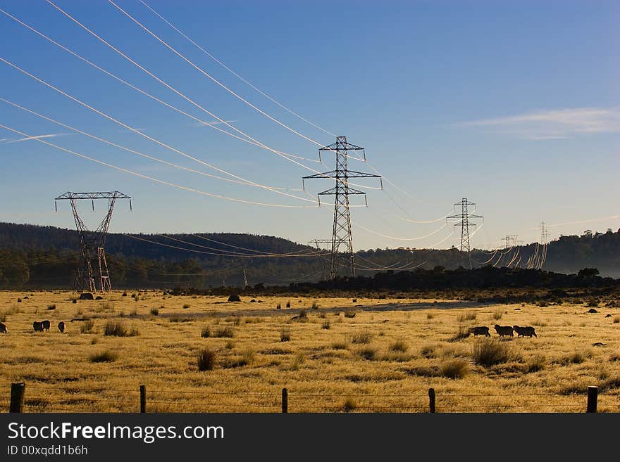 Power pylons crossing farmland with sheep in foreground