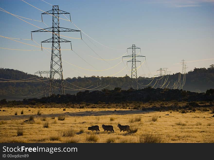 Power pylons crossing dry farmland with sheep in foreground