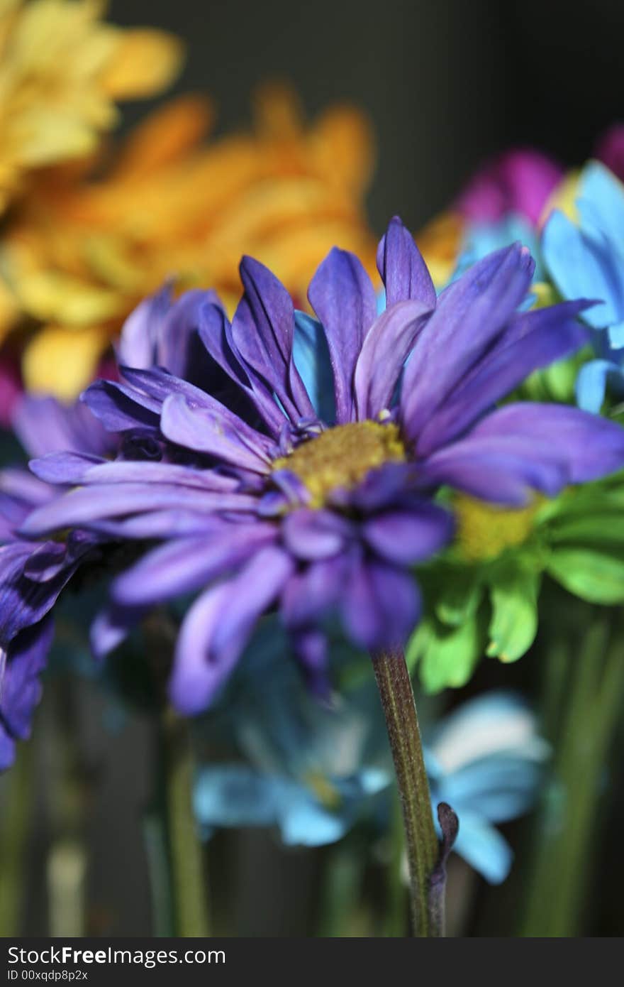 Close-up of a purple daisy.  Part of a colorful bouqet.  Shallow depth of field.  Vivid color saturation. Close-up of a purple daisy.  Part of a colorful bouqet.  Shallow depth of field.  Vivid color saturation.