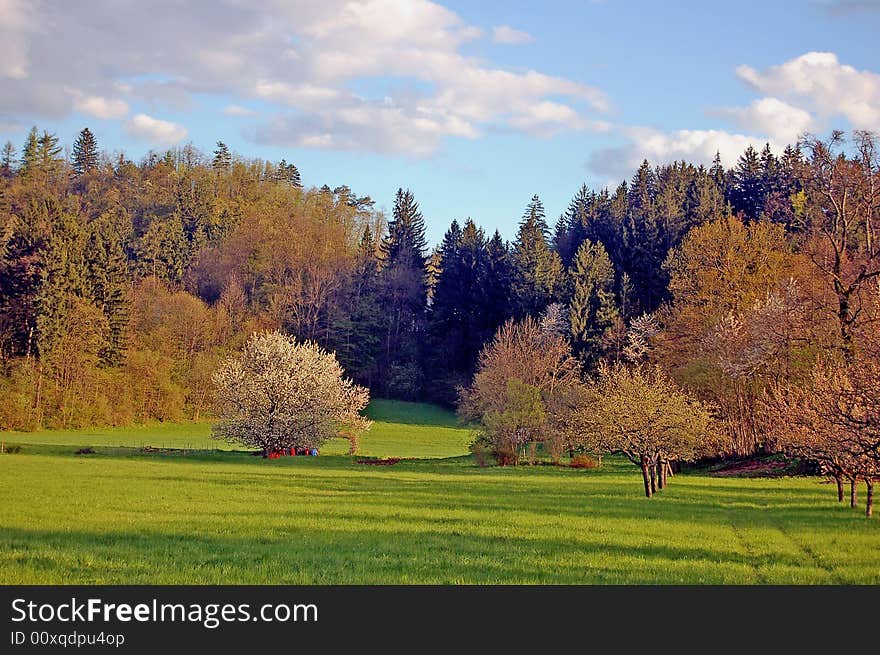 Spring´s landscape