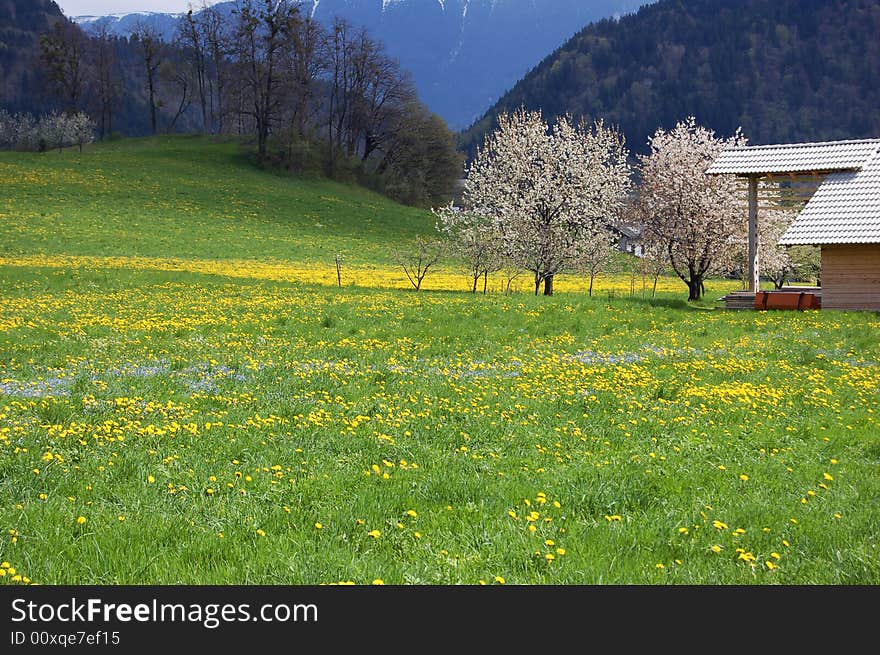 Flourishing Meadows