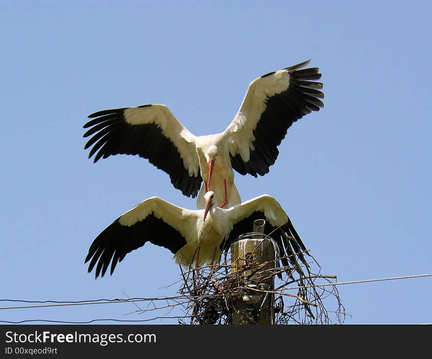 Stork