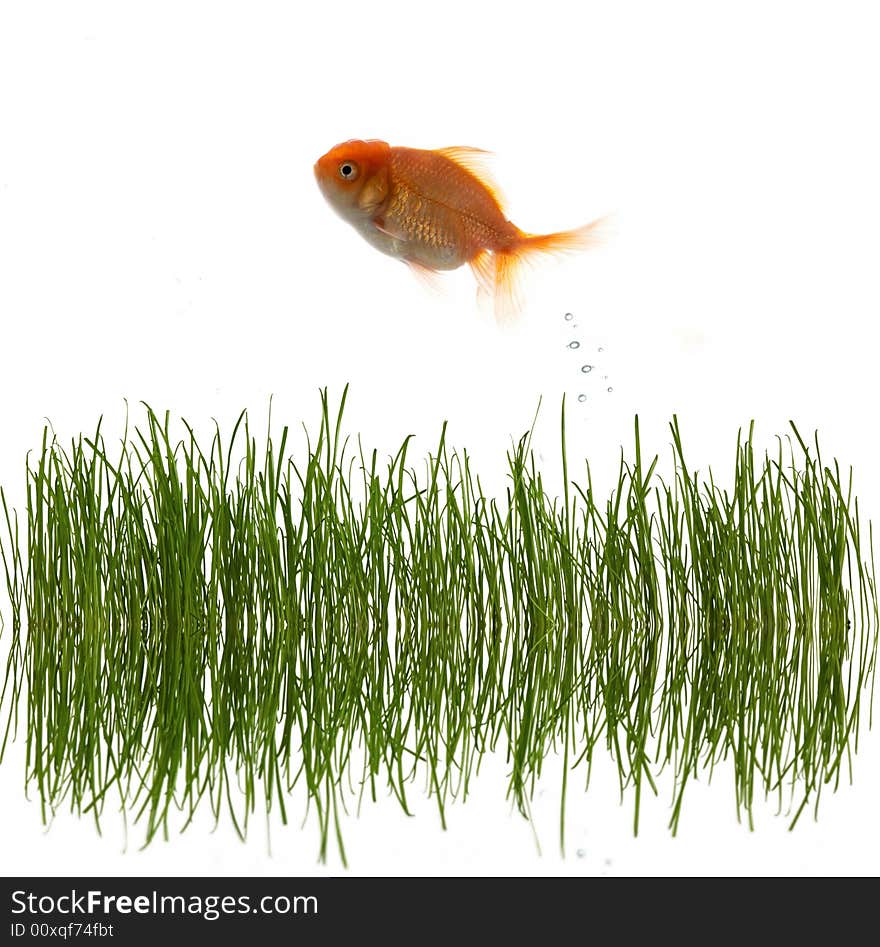 An image of fresh grass an goldfish. An image of fresh grass an goldfish