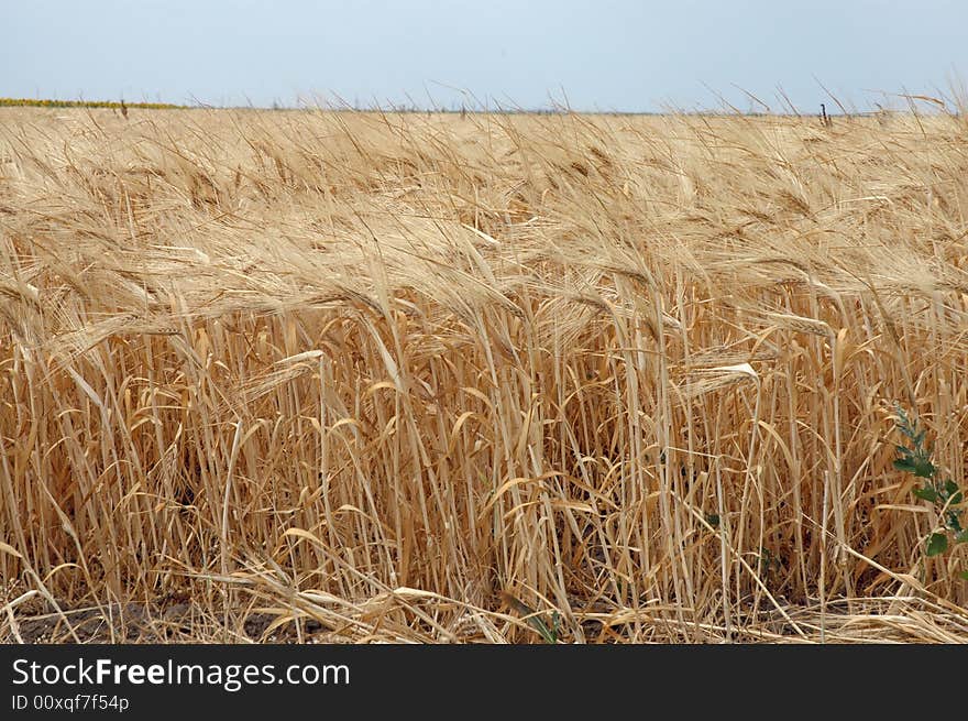 Field Of Wheat