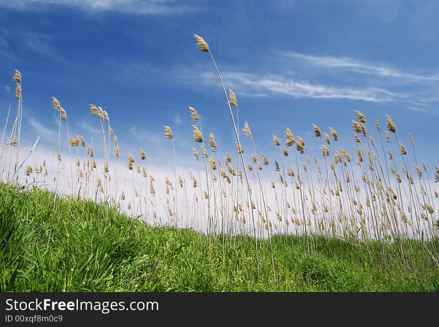 Cane against the sky