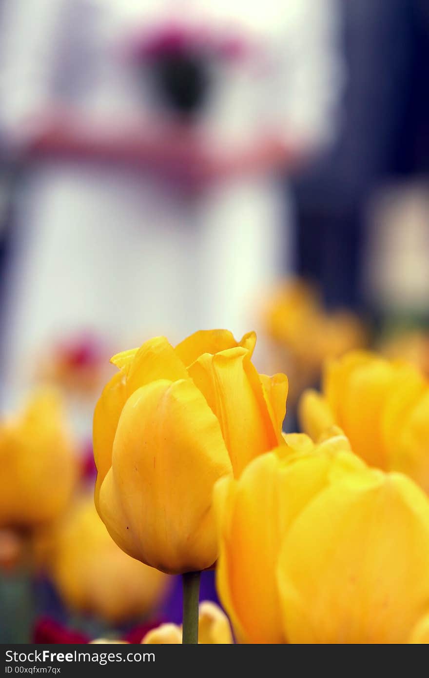 Bride flowers