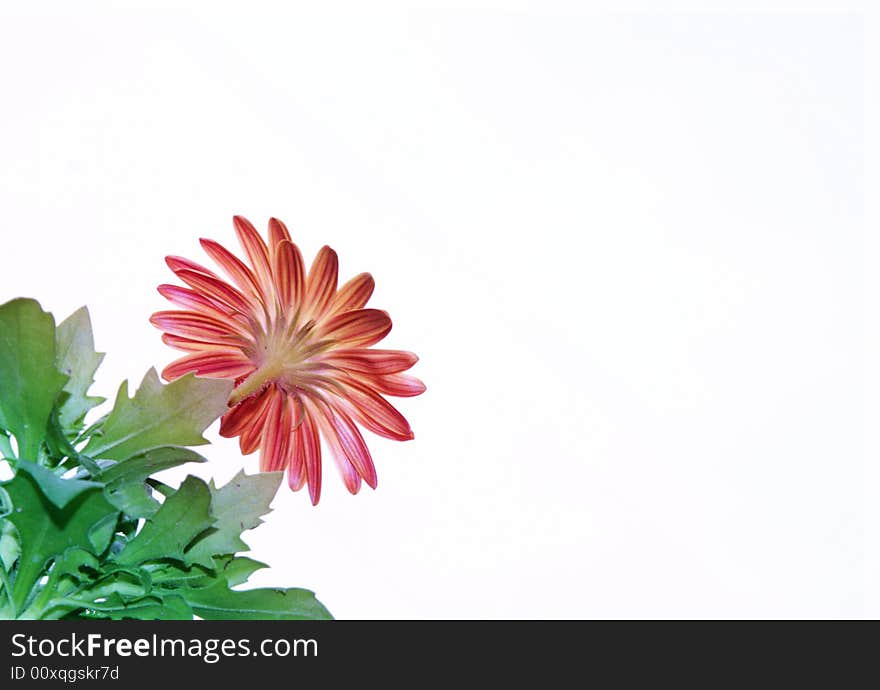 Gerber Daisy On White Background