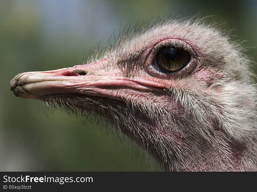 Ostrich - portrait in the poisch farm