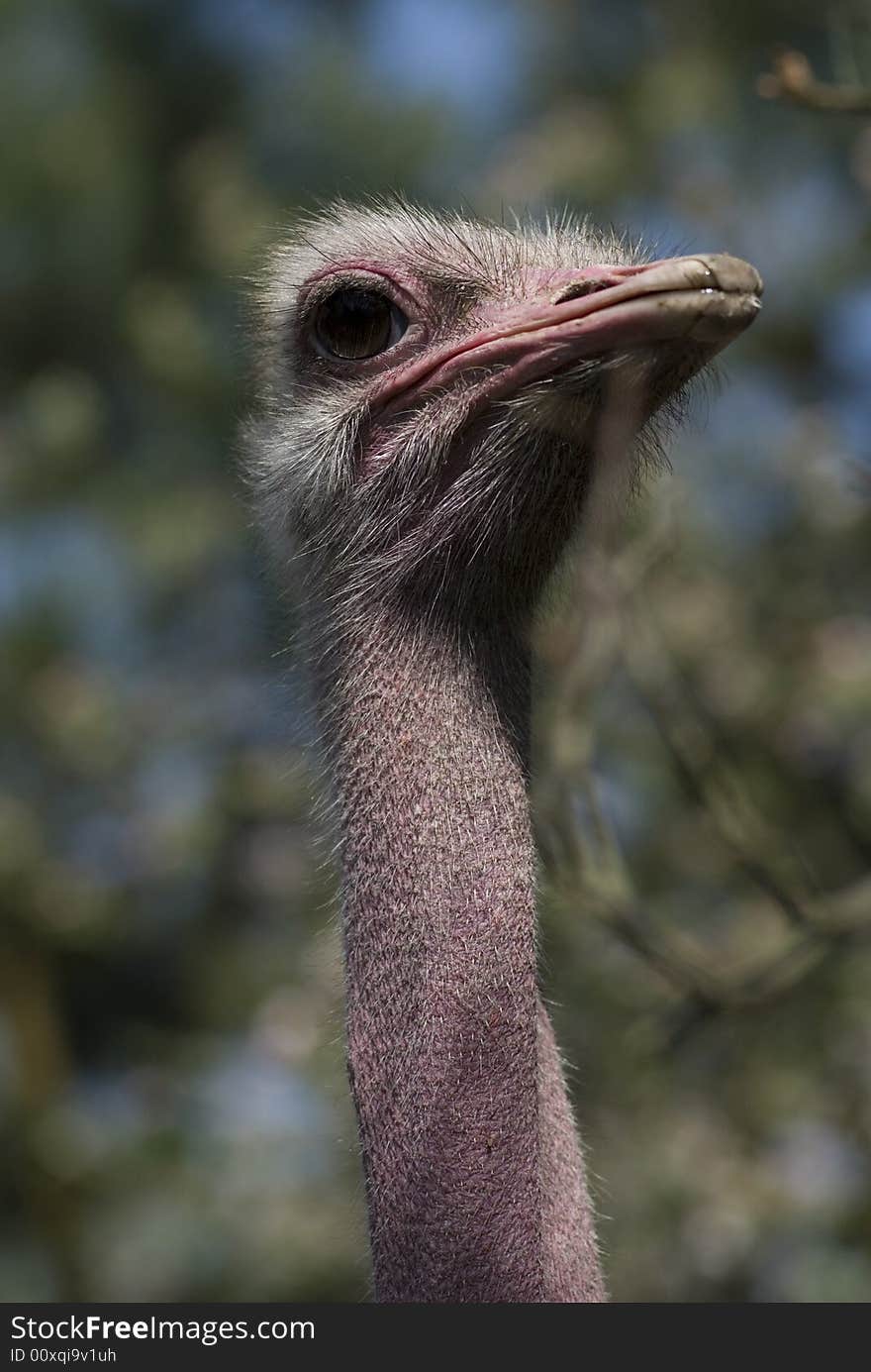 Ostrich