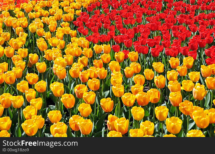 Red and yellow tulips