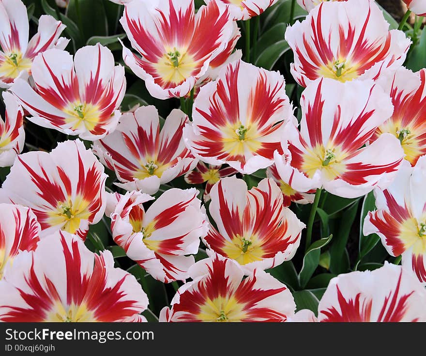 Beautiful tulips close up