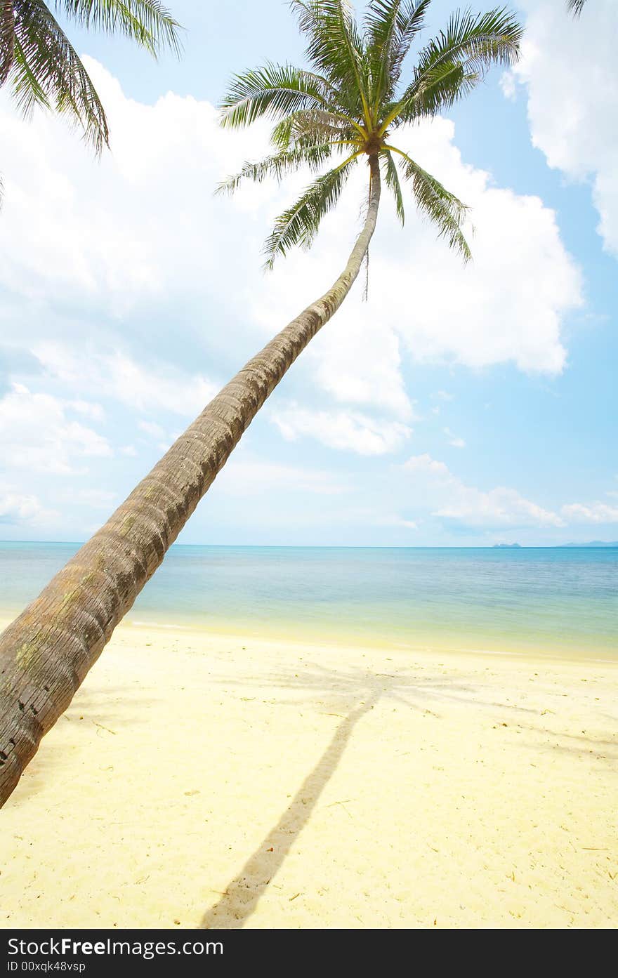 View of nice tropical empty sandy beach with some palm. View of nice tropical empty sandy beach with some palm