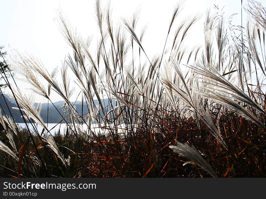 Bulrush around the reservoir in autumn