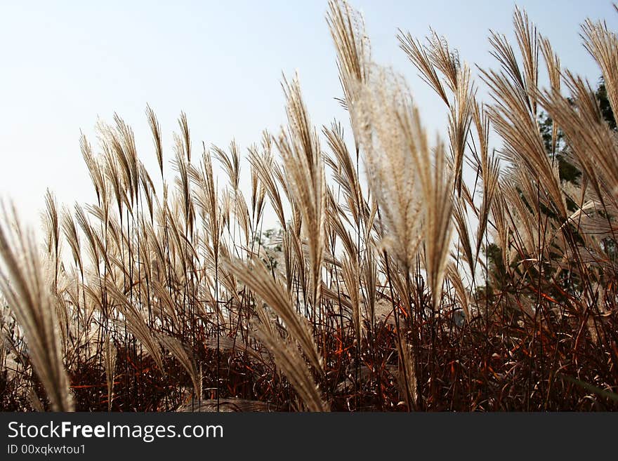 Bulrush around the reservoir in autumn