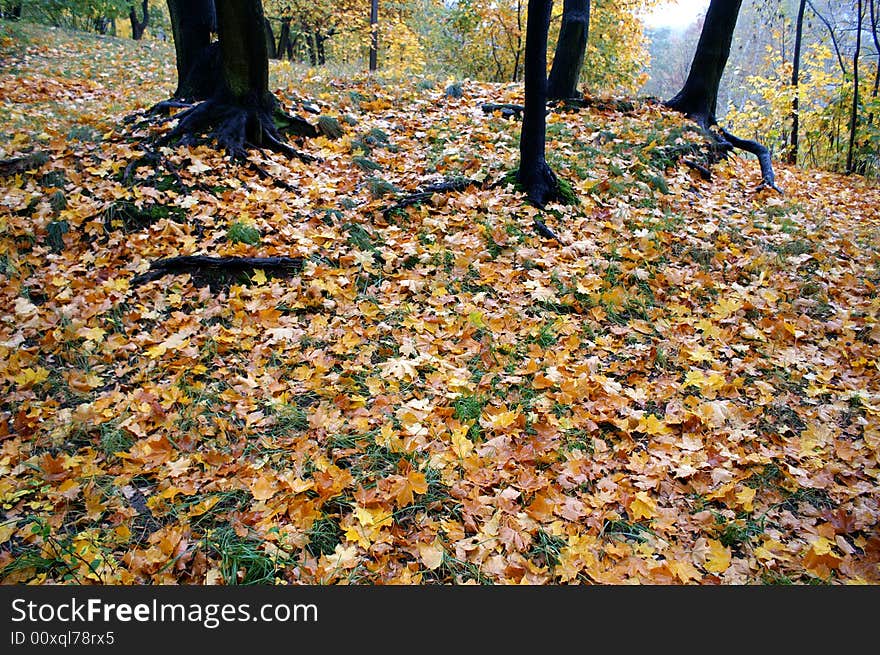 Autumn Leaves on Ground in Poland. Autumn Leaves on Ground in Poland