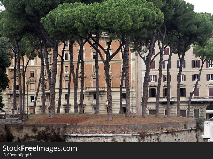 Trees In Rome, Italy