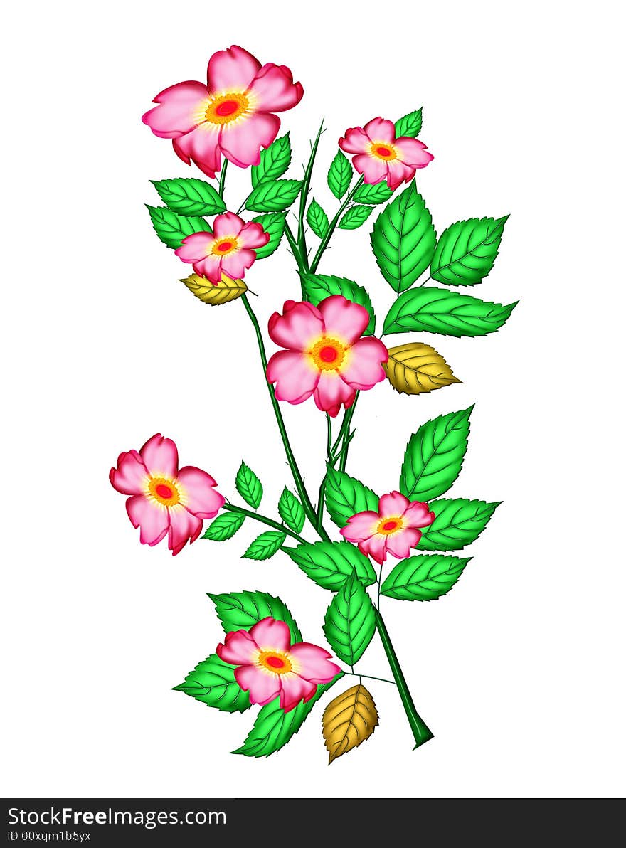 Pink flowers and green leaves in isolate background