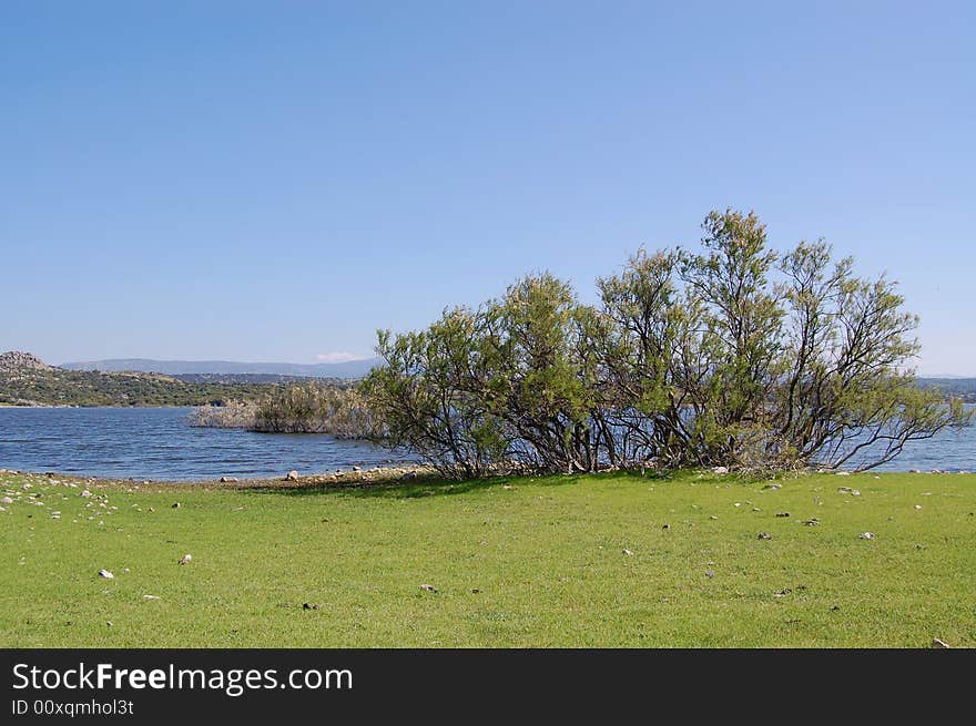 Bush in Sardinian lake