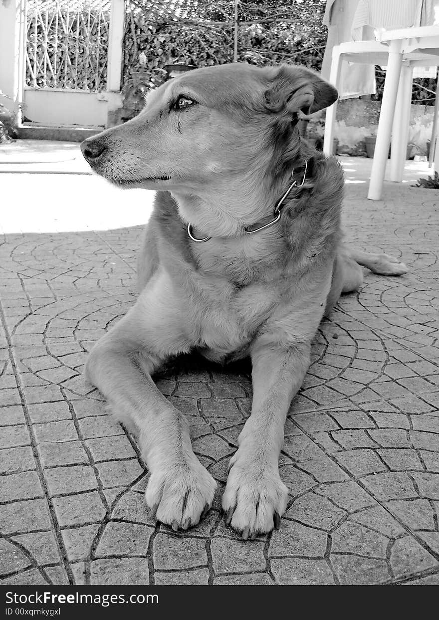 Domestic dog laid down on the backyard looking left.