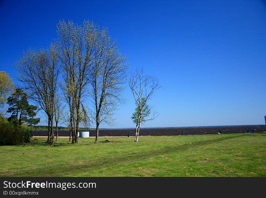 On coast of lake some trees cost. On coast of lake some trees cost