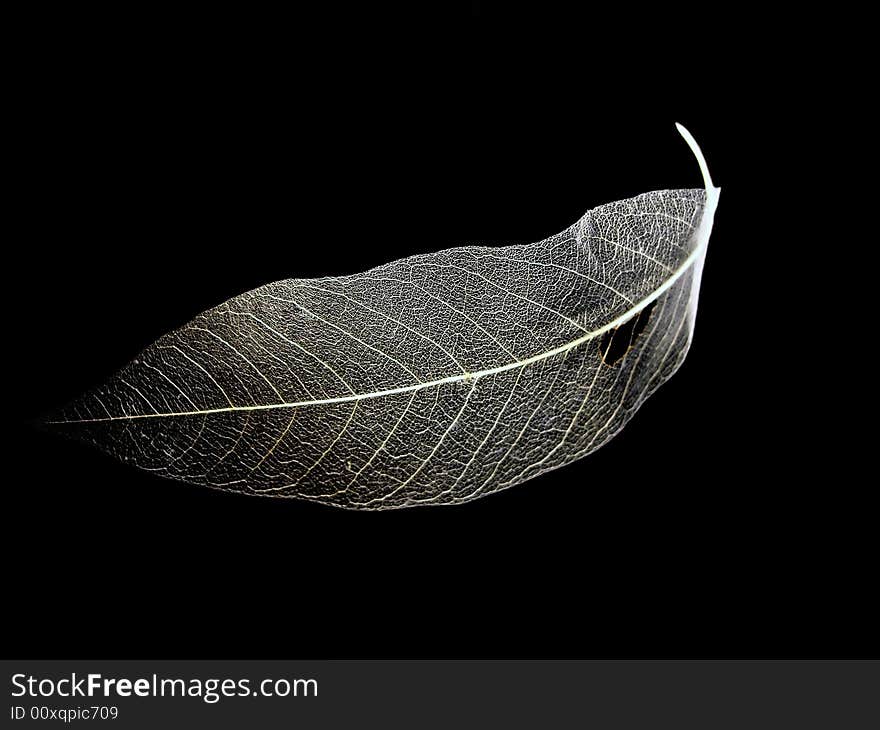 Clear view of the leaf nerves, isolated on a black background. Clear view of the leaf nerves, isolated on a black background.