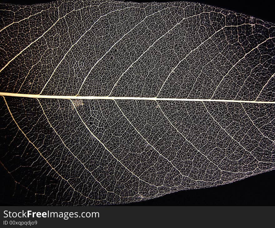 Clear view of the leaf nerves, isolated on a black background.