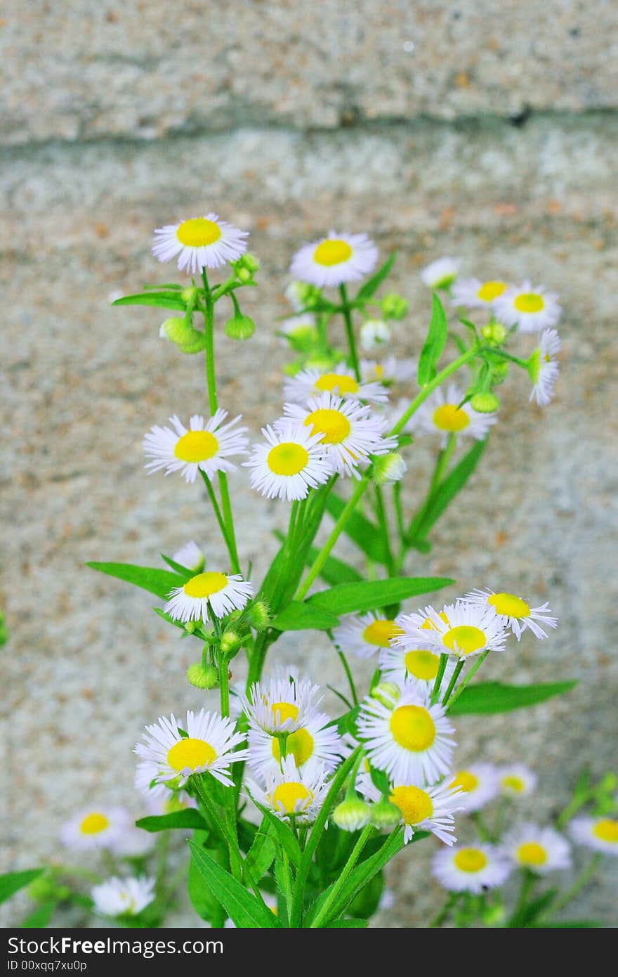 The marguerite in the sunshine .
shoot it in a garden .