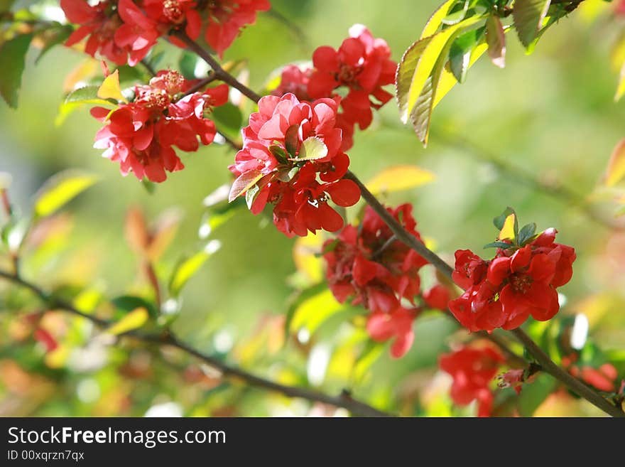 Bush with red flower in the garden. Bush with red flower in the garden