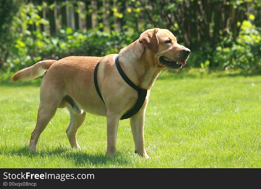 Happy labrador retriever standing in the garden