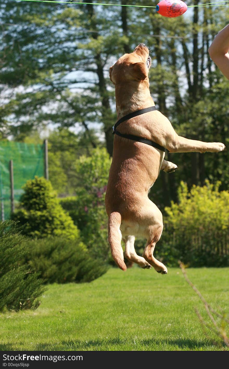 Labrador retriever in the garden