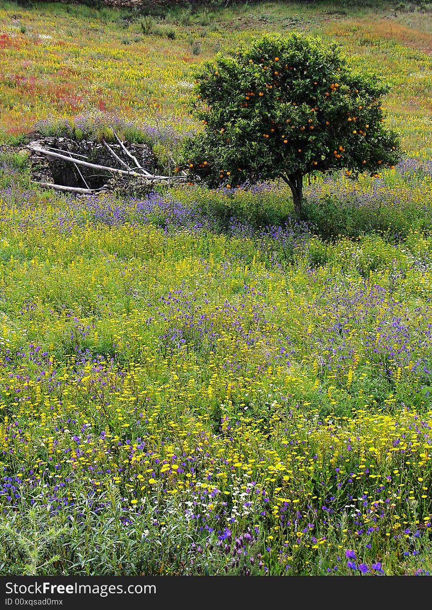 Single orange tree and an abandoned well on a filled flower hill. Single orange tree and an abandoned well on a filled flower hill.