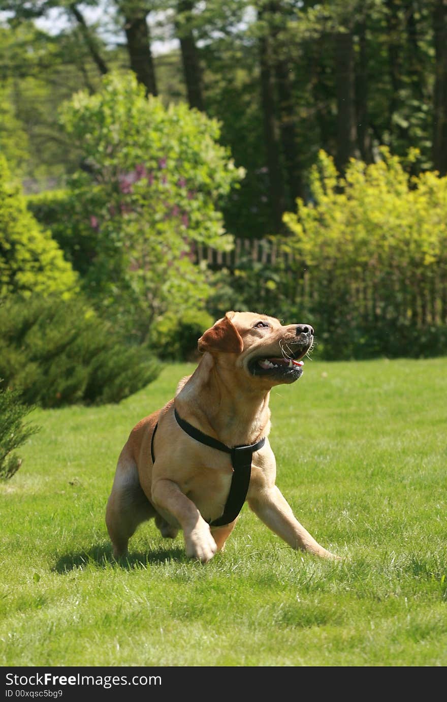 Labrador retriever in the garden