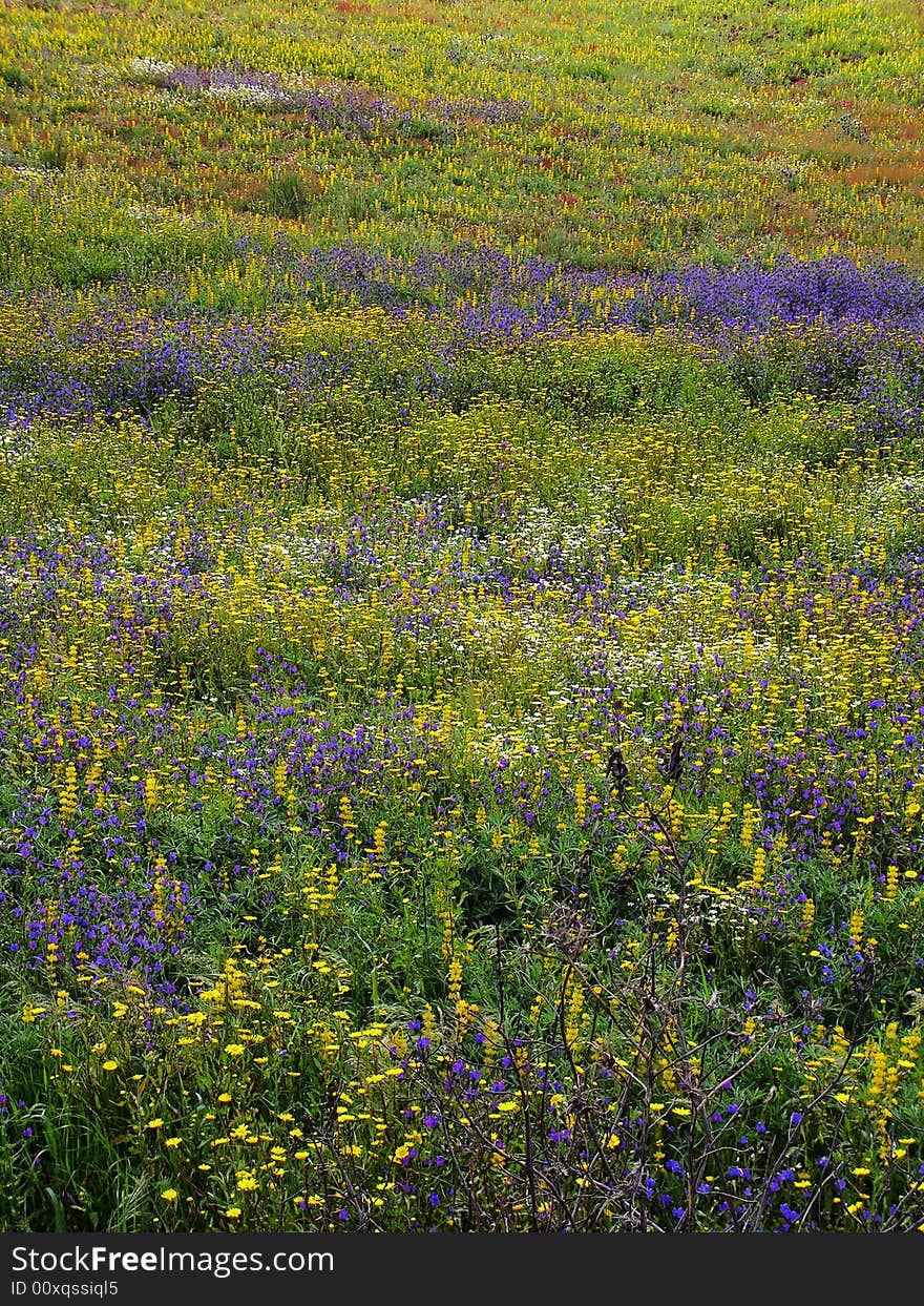 Full background fill of flowers on the field. Full background fill of flowers on the field.