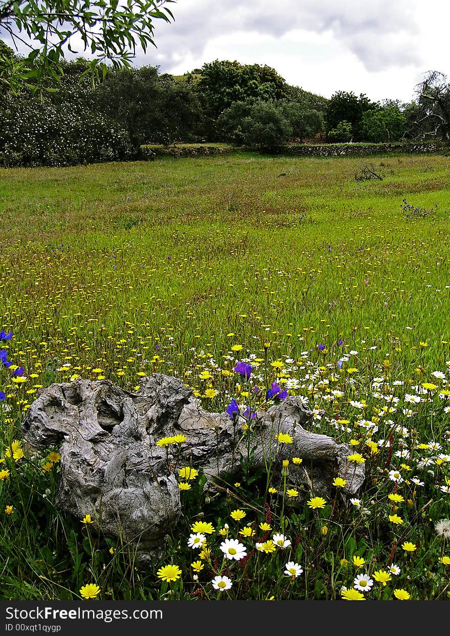 Countryside view of the interior of Algarve, Portugal, with an dried fig tree log on the lower side of photo.