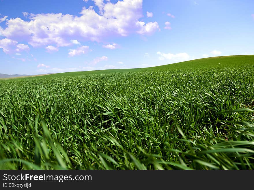 Green fields, the blue sky and white clouds. Green fields, the blue sky and white clouds