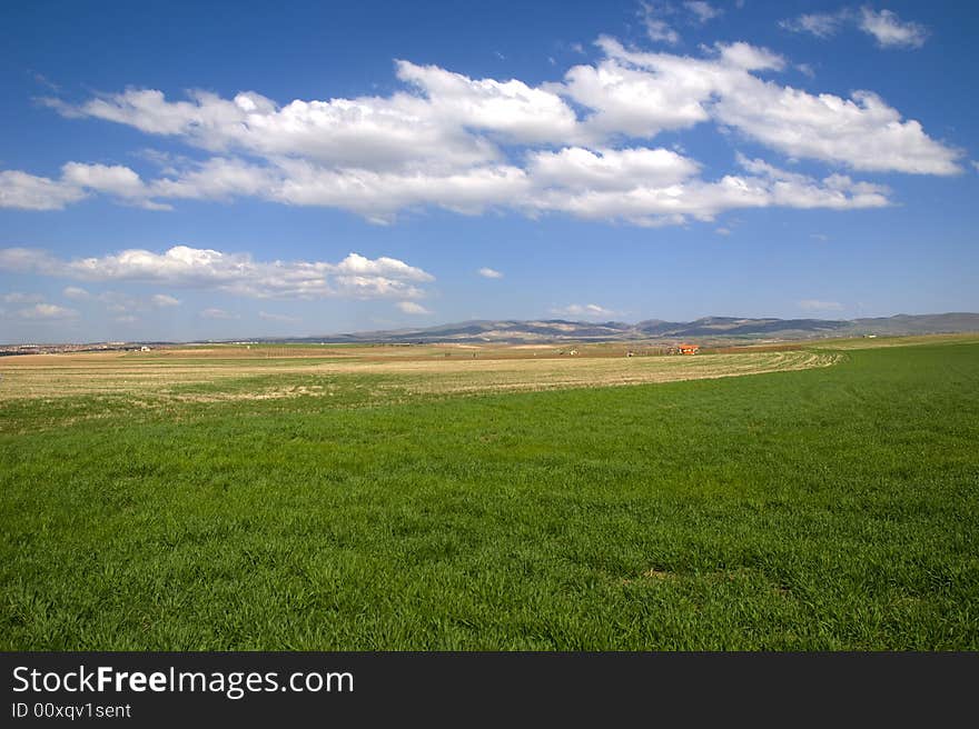 Green fields, the blue sky and white clouds. Green fields, the blue sky and white clouds