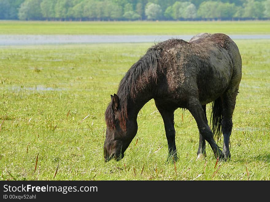 Wild horse on meadow eating