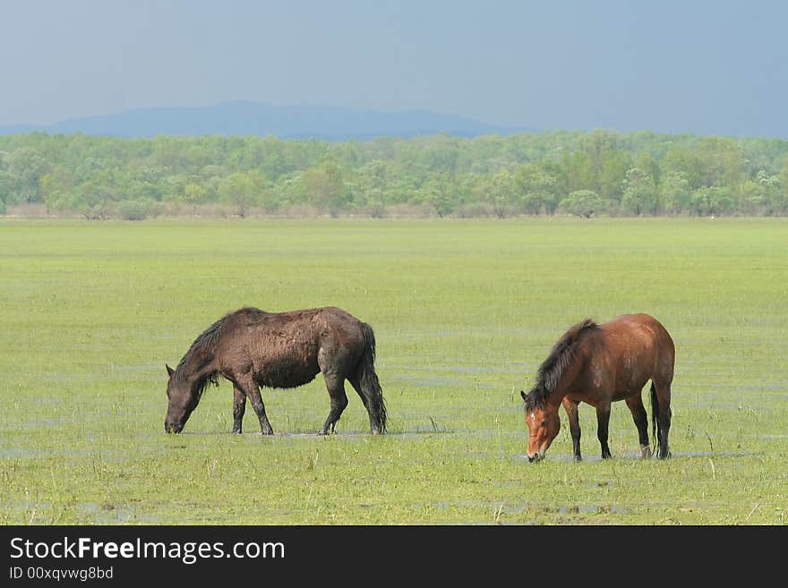 Wild horses on meadow eating