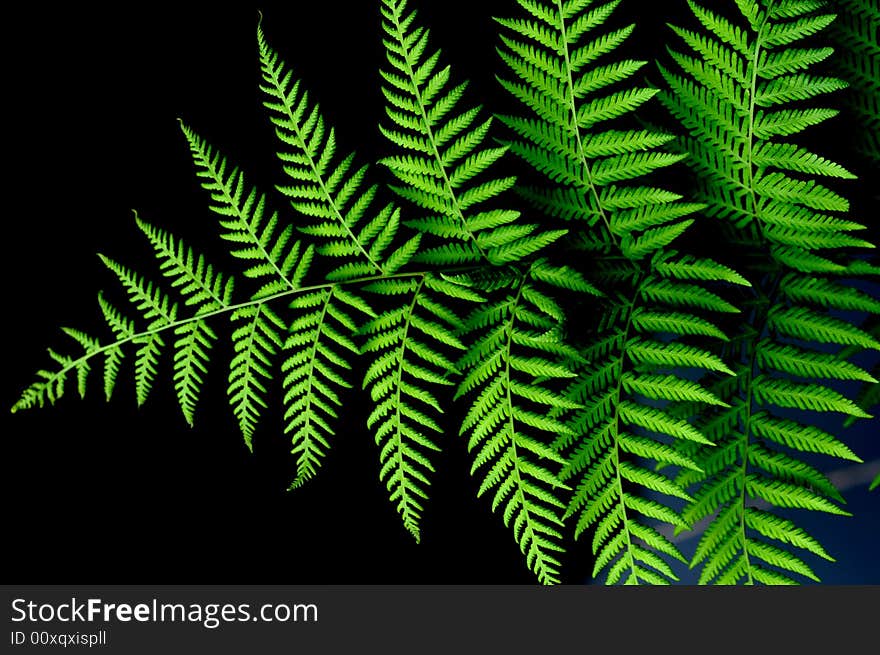 The verdure fern leaves