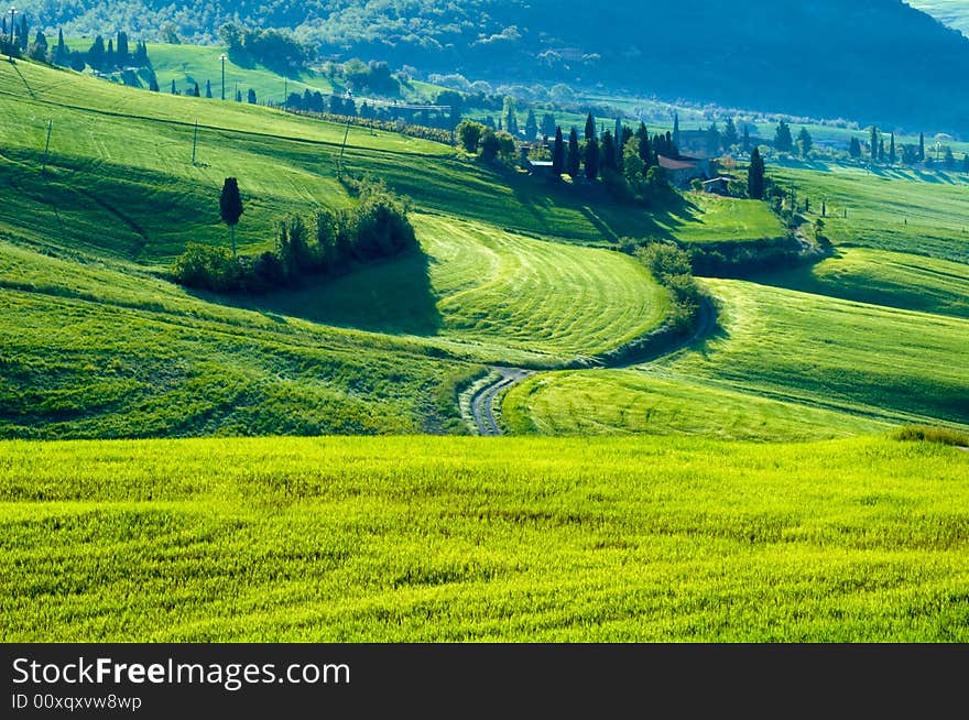 Italian fields