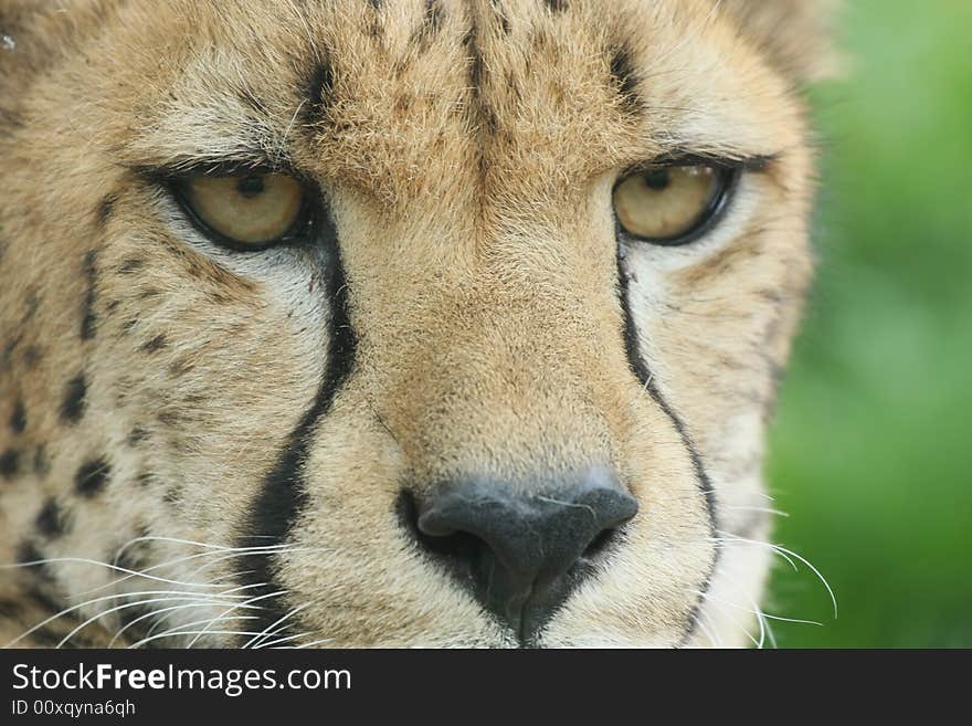 Close up portrait of cheetah