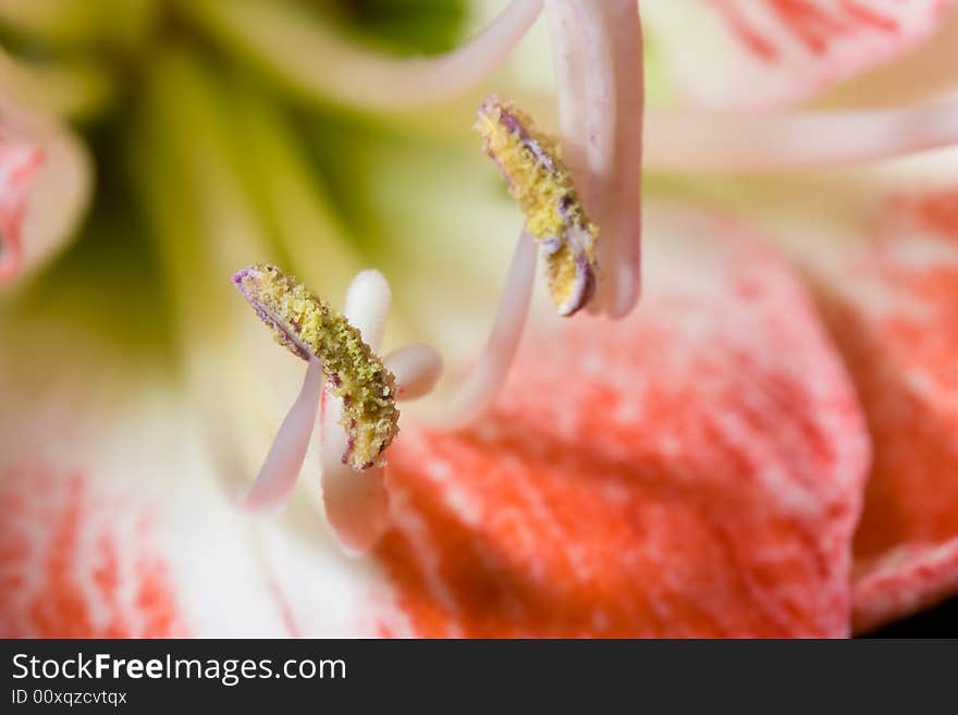 Close up of amaryllis flower