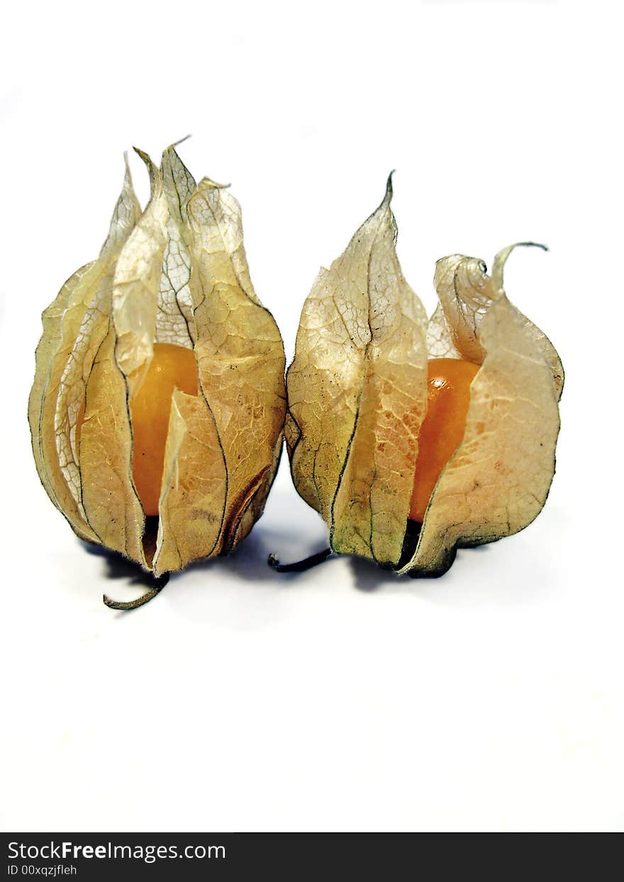 Two physalis