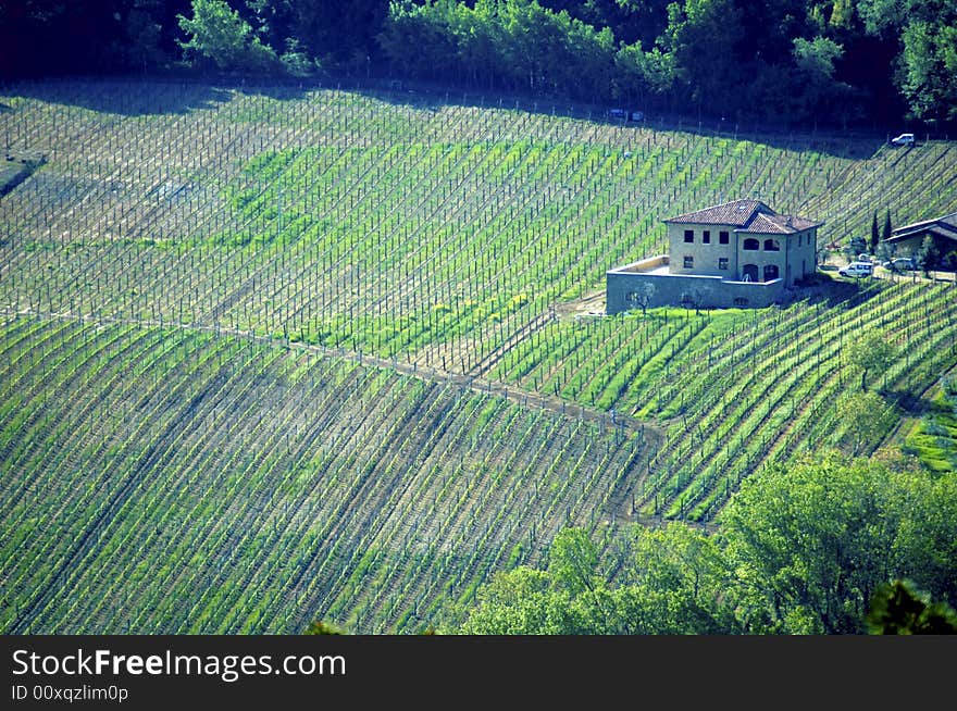 Italian vineyard