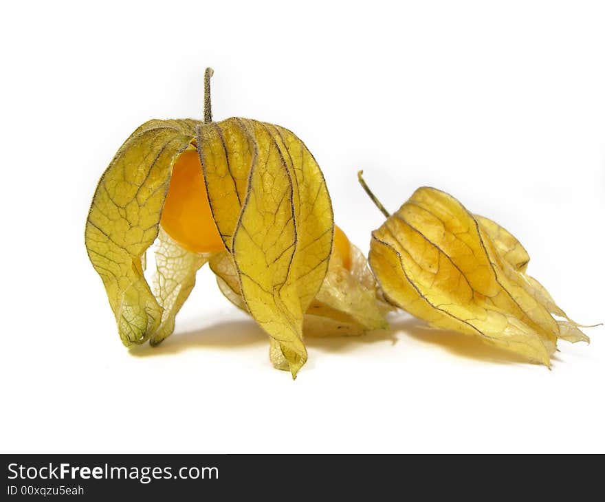 Physalis on white