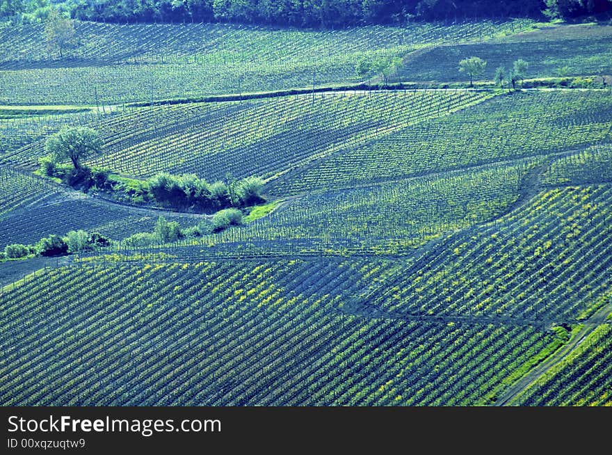 Italian Vineyard