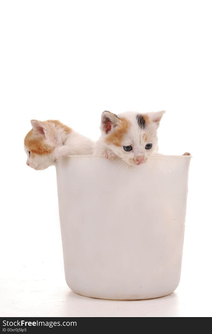 Two kittens spying isolated by white